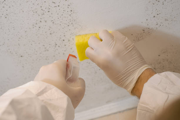Best Asbestos and Lead Testing During Mold Inspection  in East Pepperell, MA