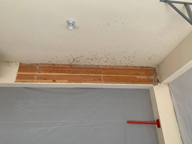 Best Mold Remediation for Vacation Homes  in East Pepperell, MA