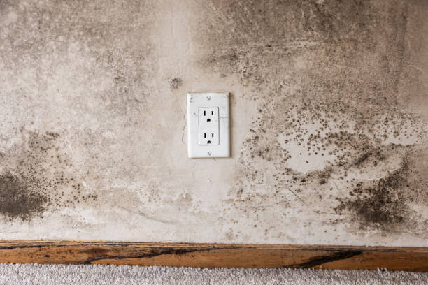 Best Post-Construction Mold Inspection  in East Pepperell, MA